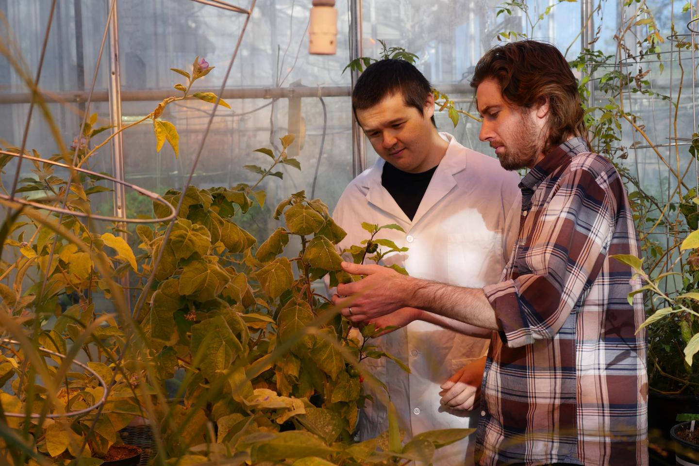 Examining the <em>Solanaceae</em> Plant
