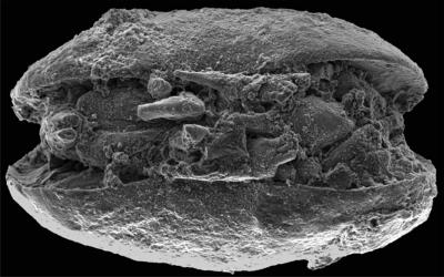 Antarctic Ostracod