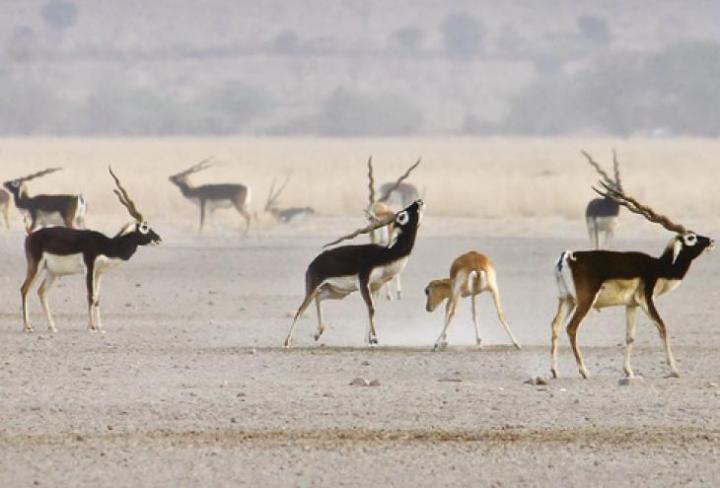 Indian Blackbuck