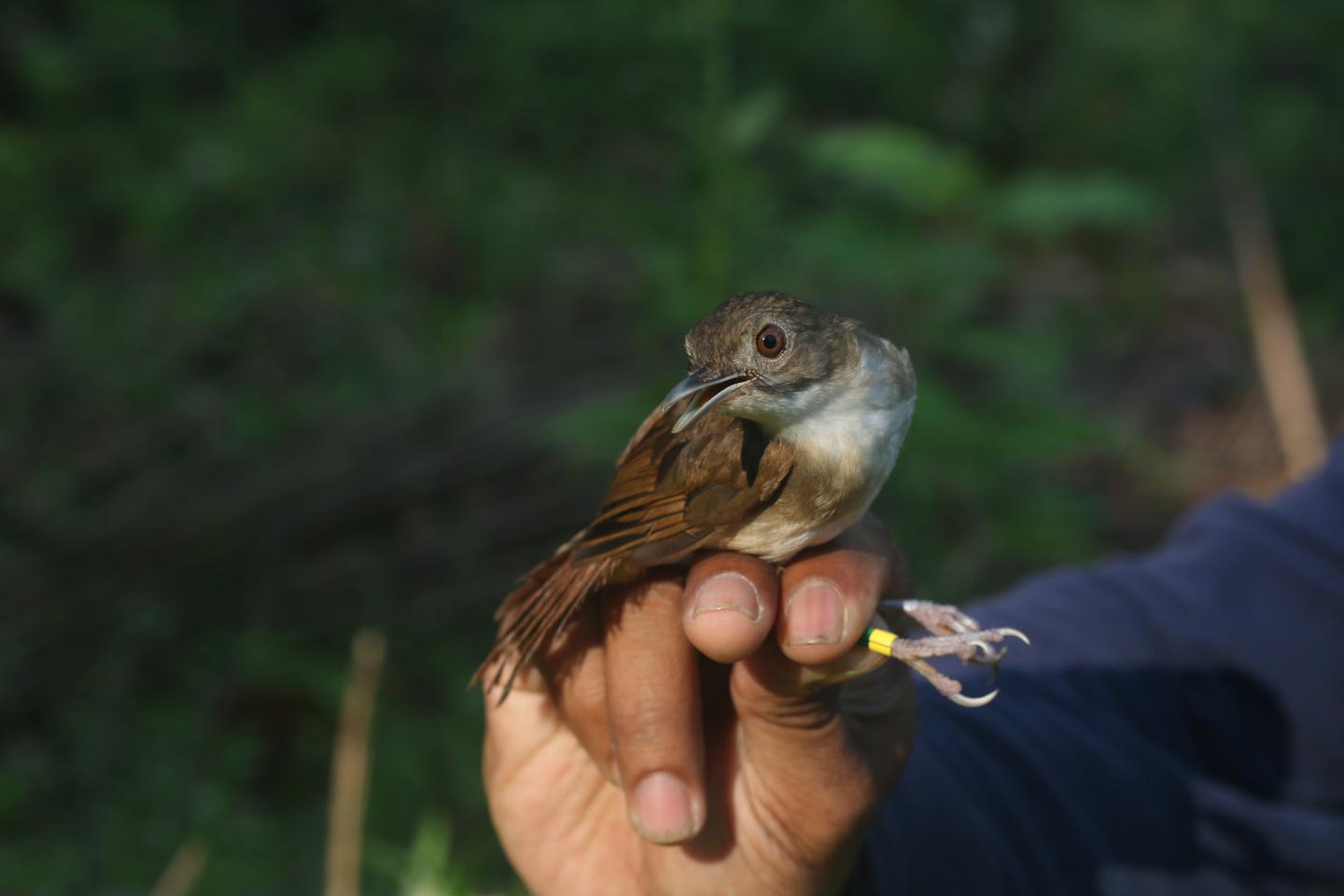 A Sulawesi babbler from the island of Wawoni, image credit Rob Griffin