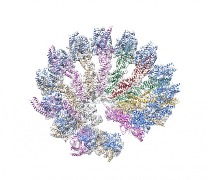 &#947;-Tubulin Ring Complex (1 of 2)