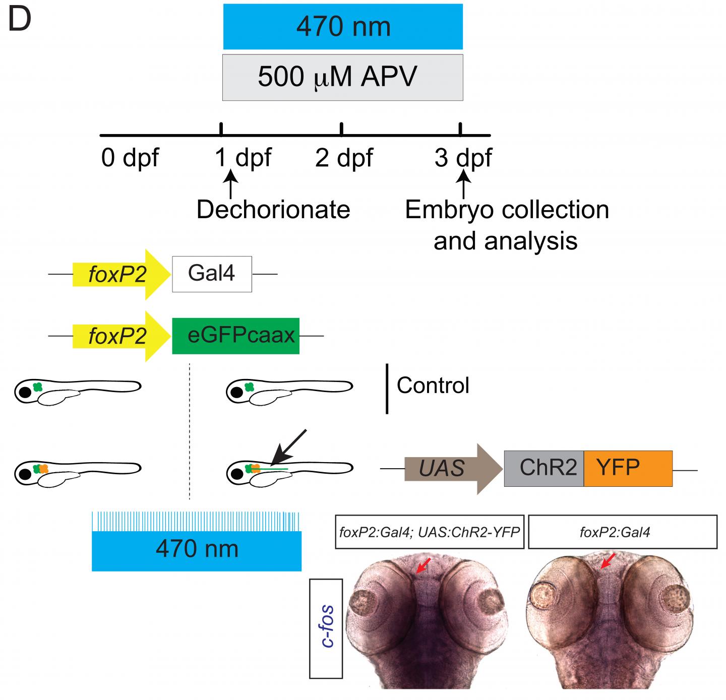 Optogenetic Analysis