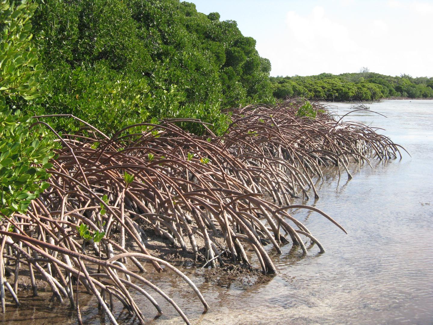 Revealed from Ancient Sediment: Mangrove Tolerance to Rising Sea Levels (4 of 15)