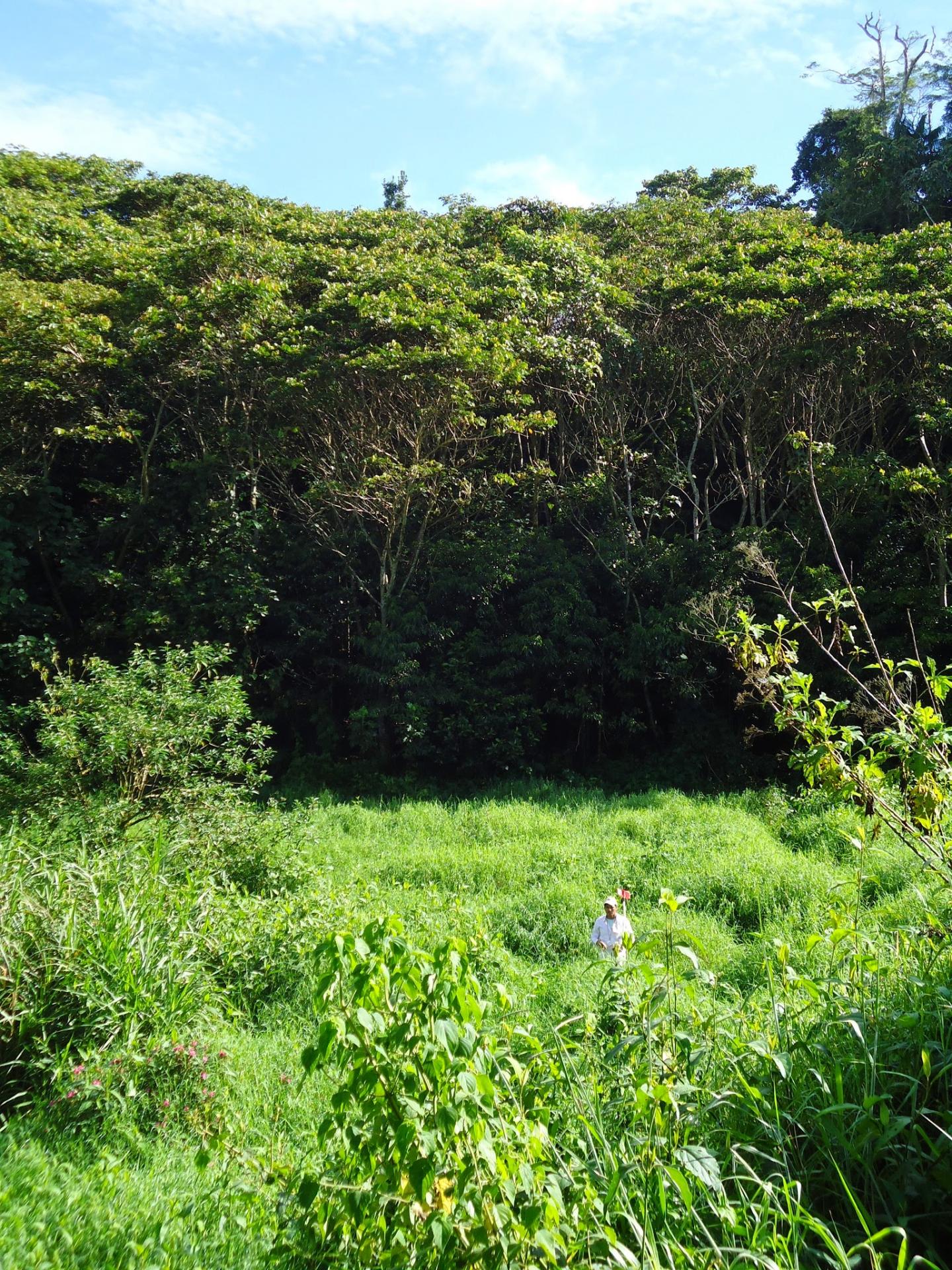 Tropical Forest Restoration (1 of 2)