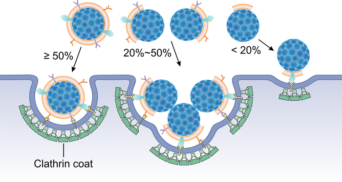 Schematic illustration of a possible endocytic entry mechanism for partially coated NPs