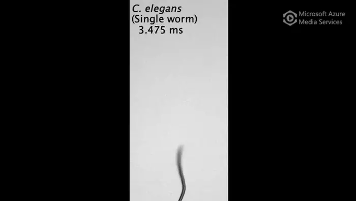 A single Caenorhabditis elegans dauer larva nictating and leaping