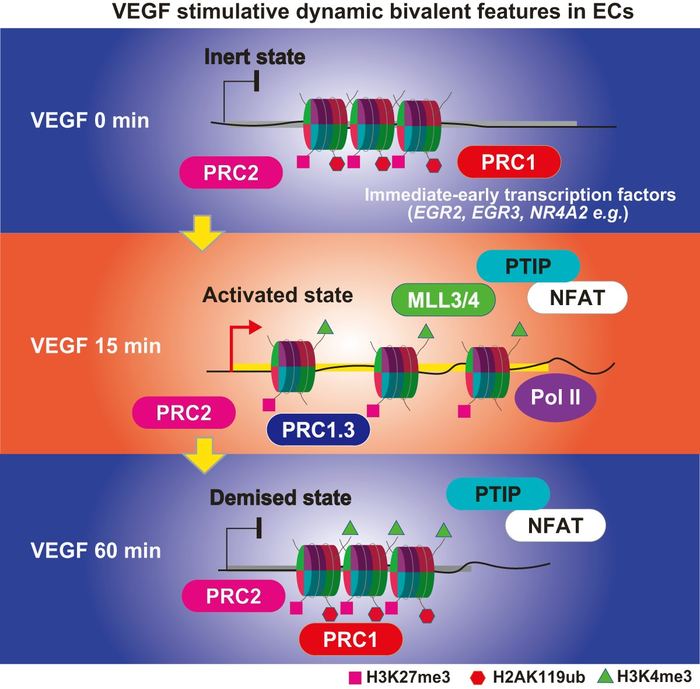 Graphical Abstract: VEGF stimulative dynamic bivalent features in ECs