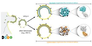 Schematic of assembly of viral particles.