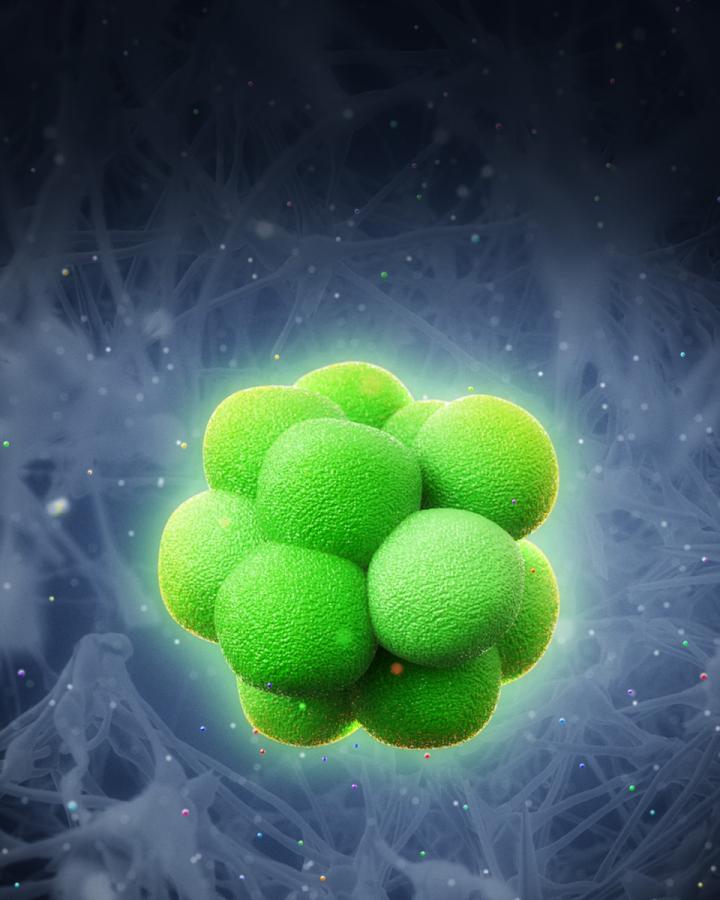 Illustration of iPSCs Forming a Colony