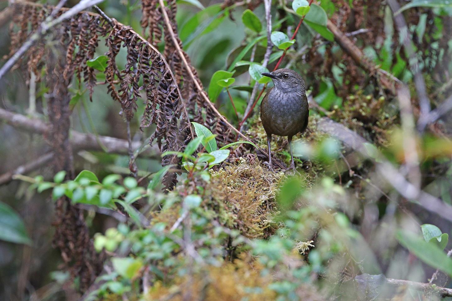 Taliabu Grasshopper-Warbler