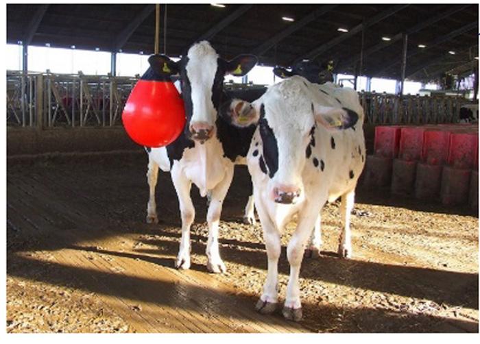 Simple Enrichment Reduces Boredom and Boosts Welfare in Housed Dairy Cows