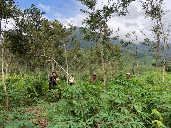 Remnant rosewood in farmland