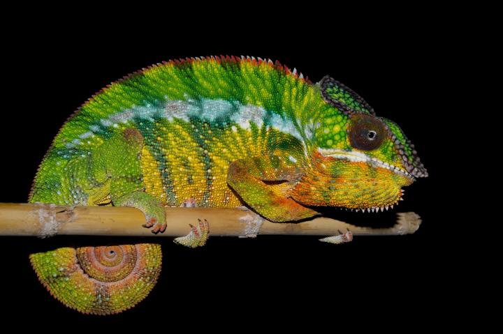 Panther Chameleon (1 of 2)