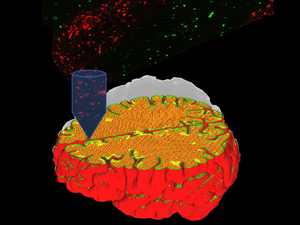 3D printed neural tissues