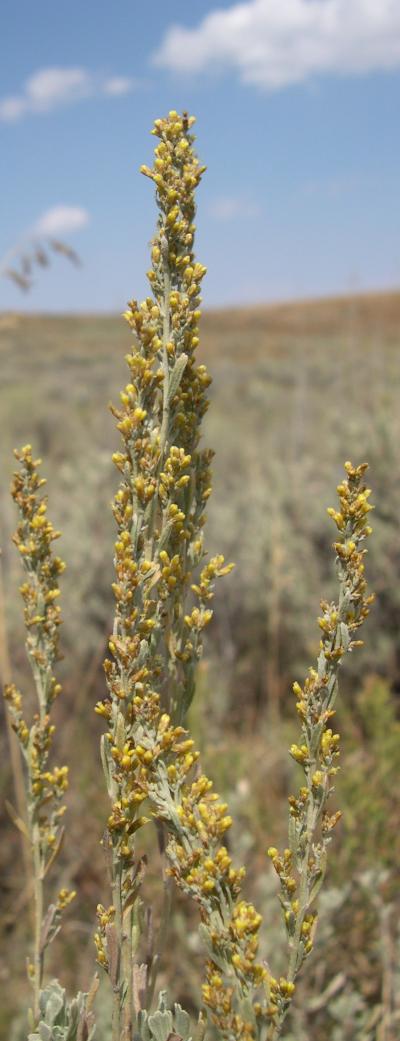 Sagebrush Flowers