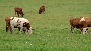 Energy efficiency in microbial methane production