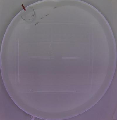 Testing How Alcohol Affects the Group