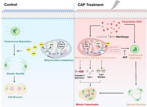 Low-Dose Plasma Treatment: A New Hope for Cancer Therapy?