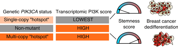 It takes more than one mutant copy of the pIK3CA gene to make breast cancer more aggressive