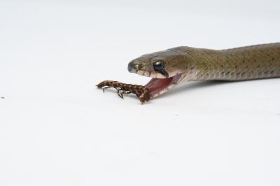 Rhabdophis Pentasupralabialis Feeding on a Larval Firefly under Captive Conditions