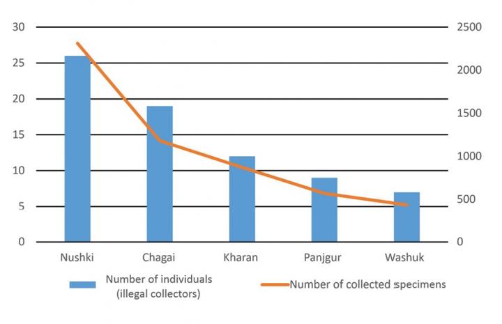 Number of Specimens Collected against the Number of Individuals (Illegal Collectors)