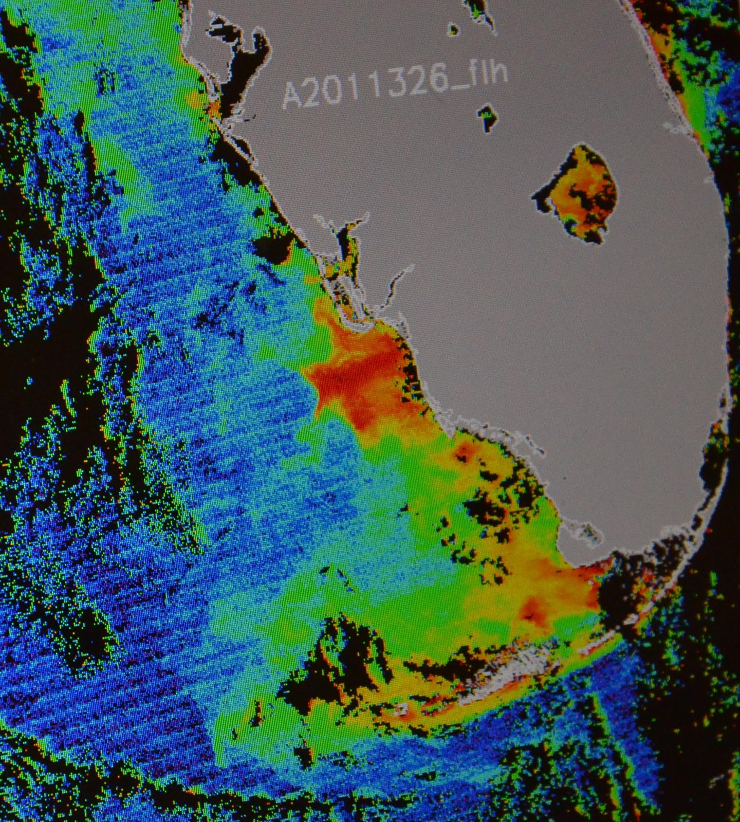 USF researchers expect no major red tide outb EurekAlert!