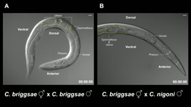 Time-Lapse Videos Of Caenorhabditis Hermaphrodites After Mating