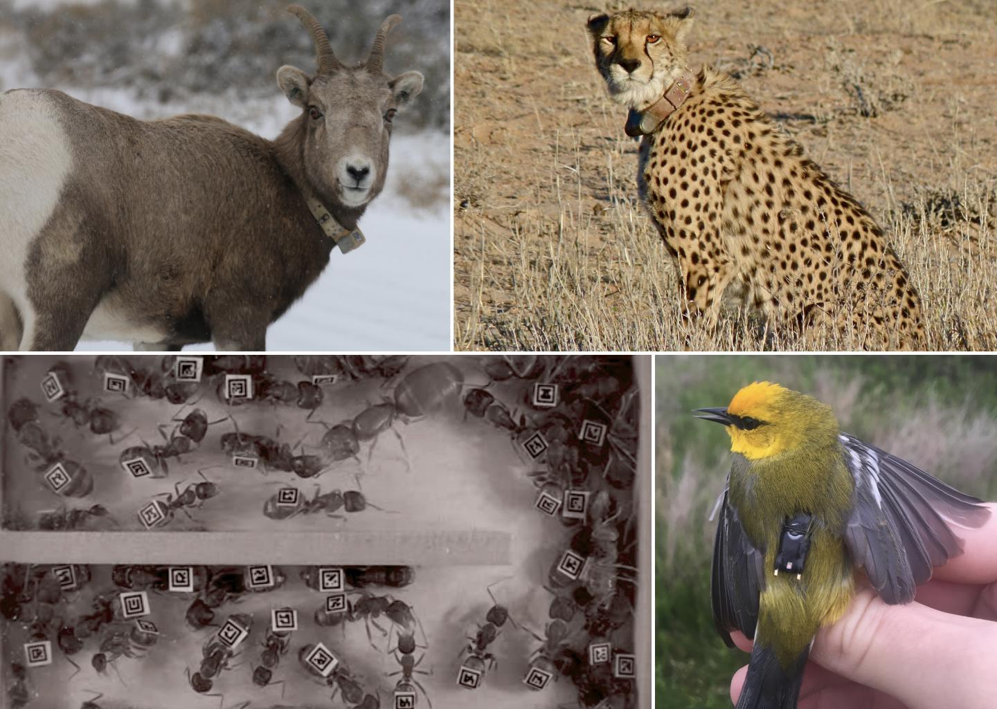 Animals with Tracking Devices