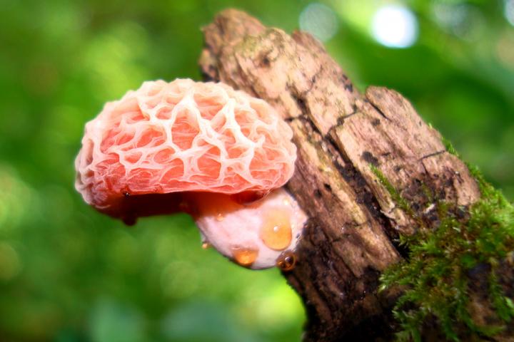 <i>Rhodotus palmatus</i>