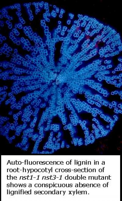 Lessons in Wood Formation From Arabidopsis