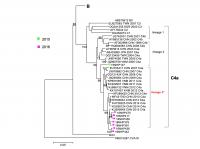 Phylogenetic Tree