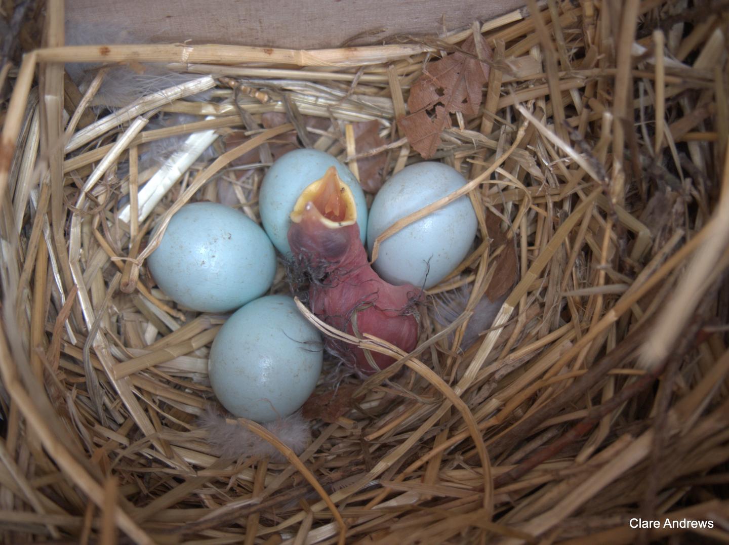 Starling Chick in Nest