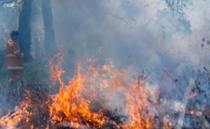 A fire burning in a forest