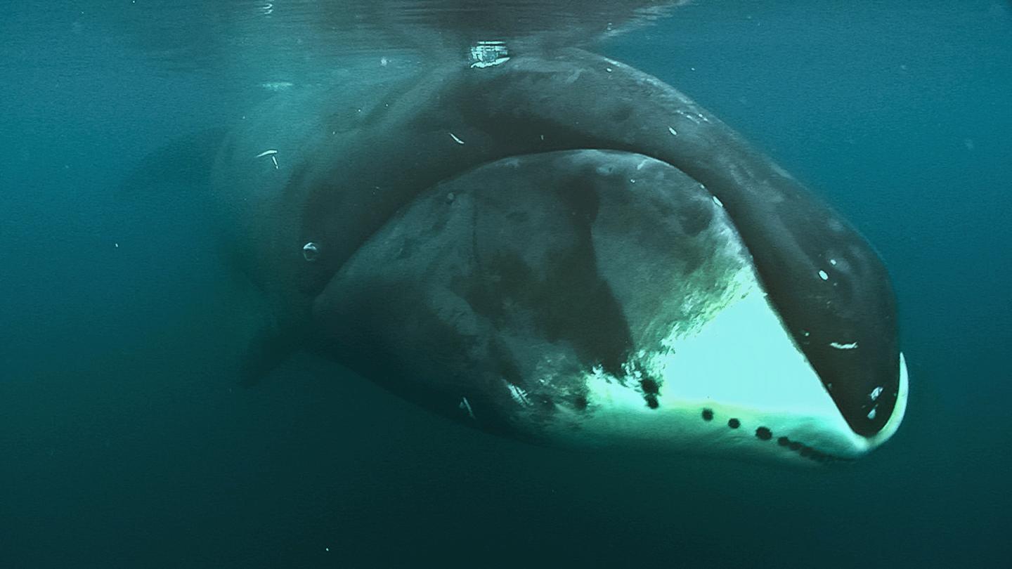 Bowhead Whale (2 of 2)