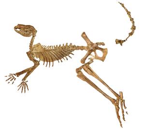 Fossil skeleton