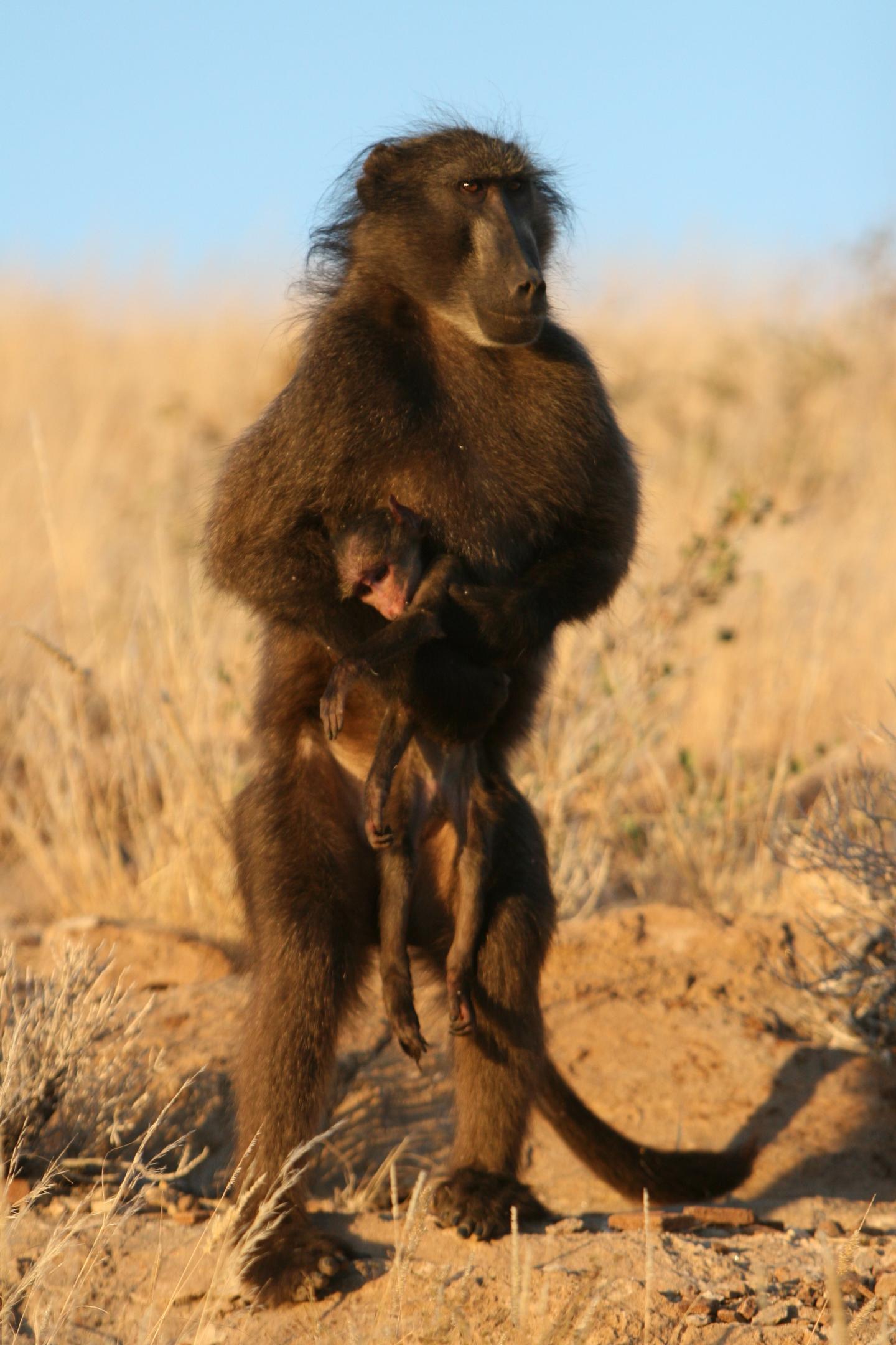 Baboon and Baby 1