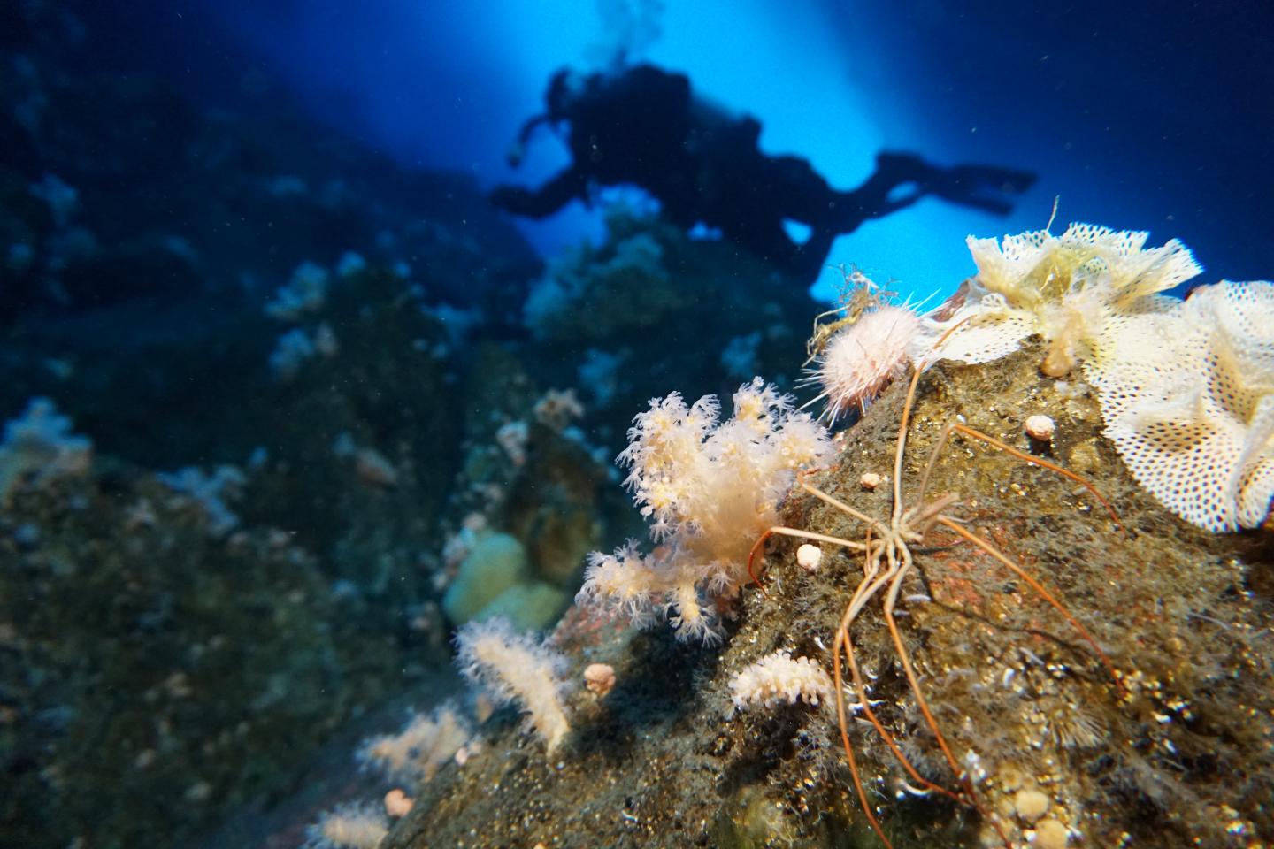 Sea Spider with Diver