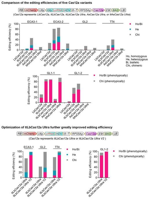 Optimization of ttLbCas12a Ultra by varying nuclear localization signal sequences and codon usage further greatly improved editing efficiency