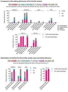 Optimization of ttLbCas12a Ultra by varying nuclear localization signal sequences and codon usage further greatly improved editing efficiency