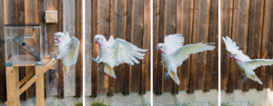 Figaro the cockatoo flying with toolset for cashew fishing