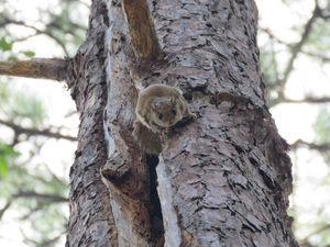 Glaucomys volans behaviour and habitat.