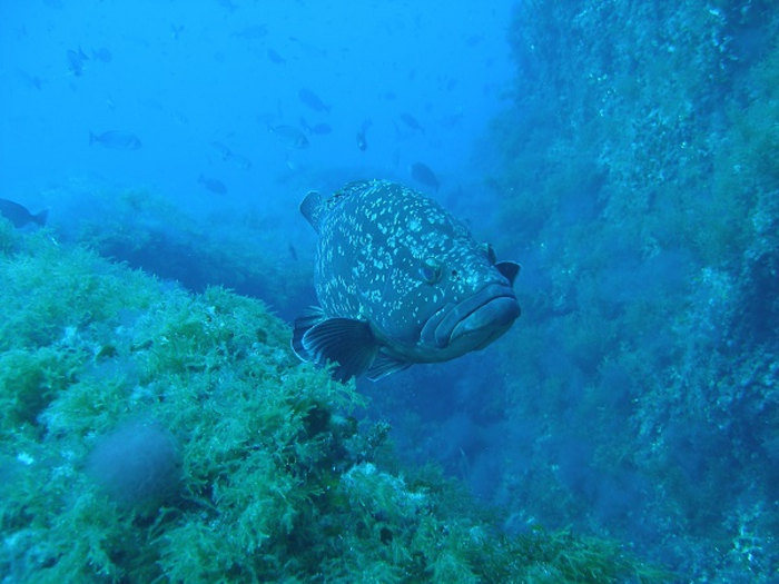 Marine reserves unlikely to restore marine ecosystems