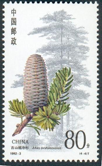 Chinese Stamp Featuring the <i>Abies beshanzuensis</i>