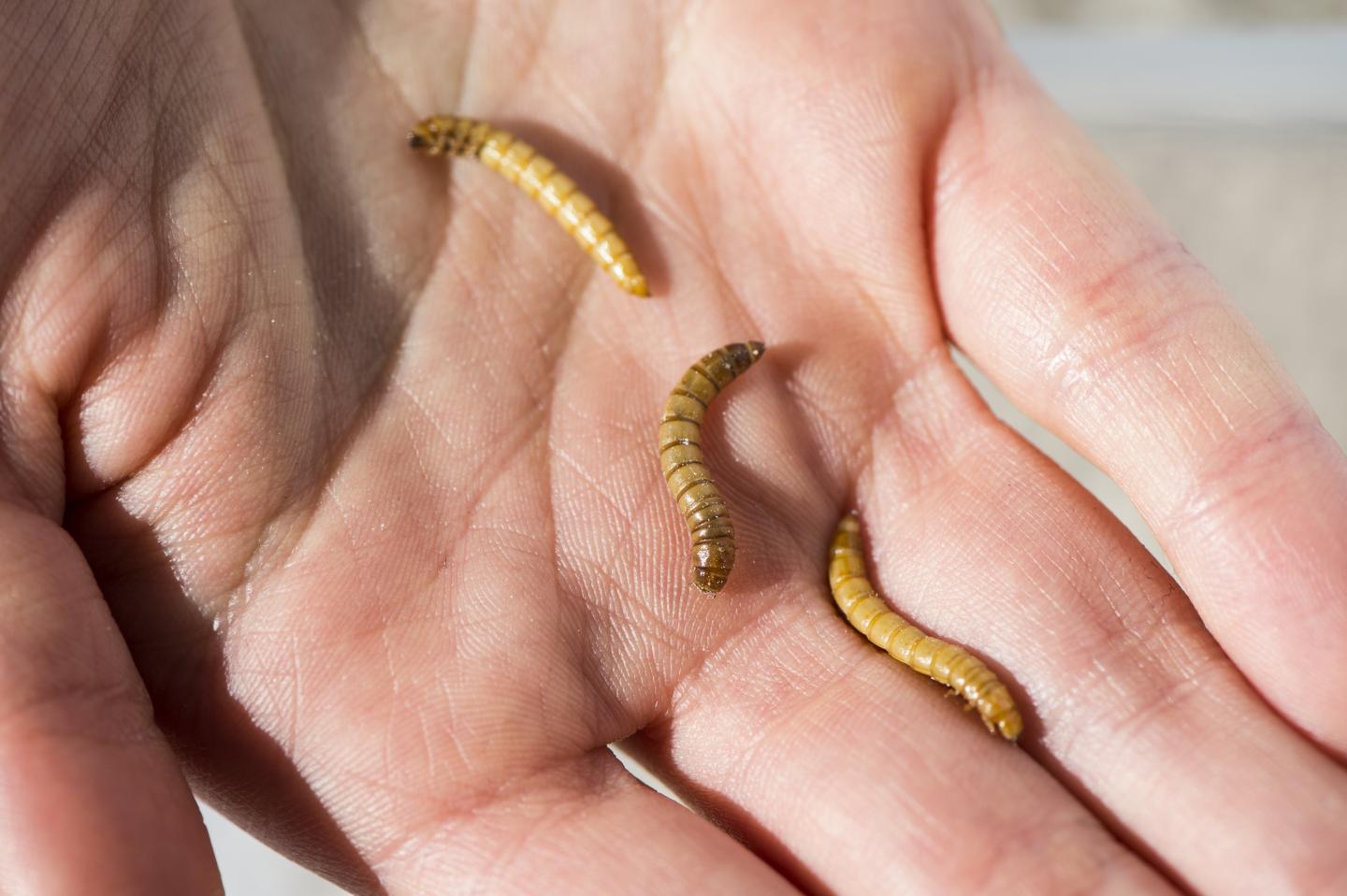 Mealworms