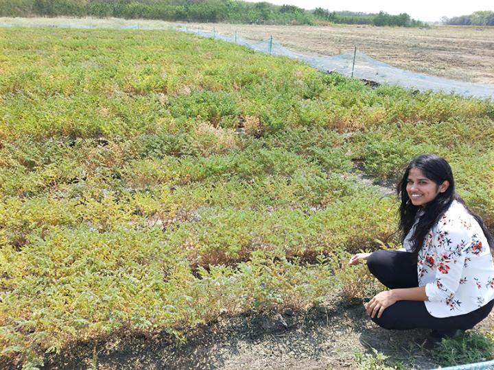 Researcher in chickpea nursery