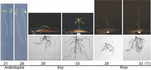 Plant side-by-sides