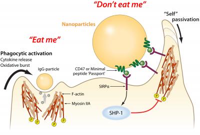 Diagram of Macrophage Interaction