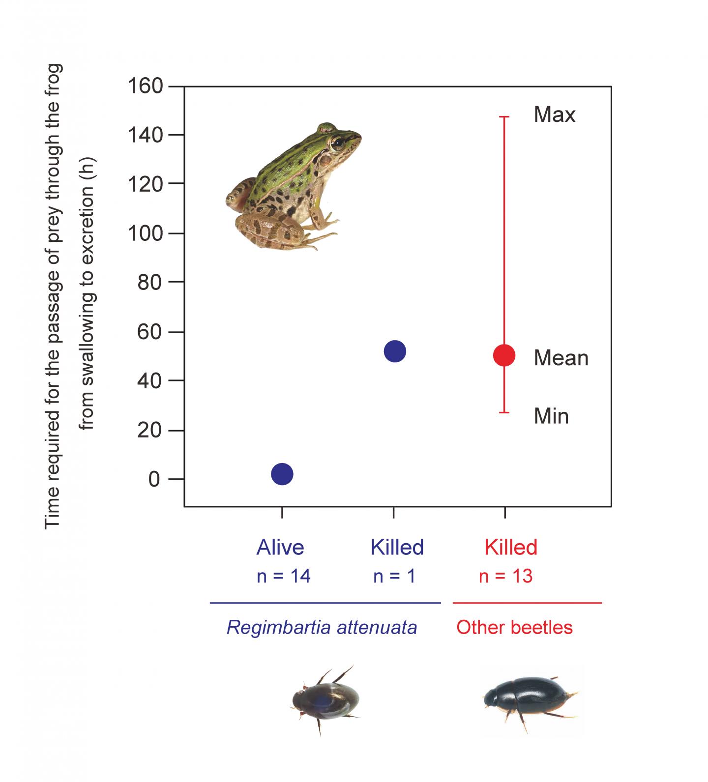 digestive system of a frog