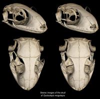 Stereoscopic Renderings of the Skull of the New Species from Micro-CT Scans