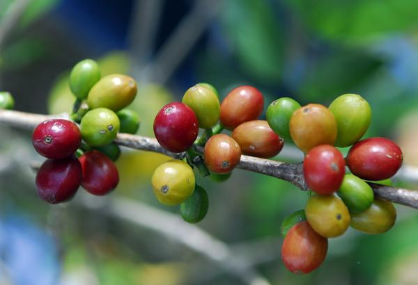 Coffee Cherries